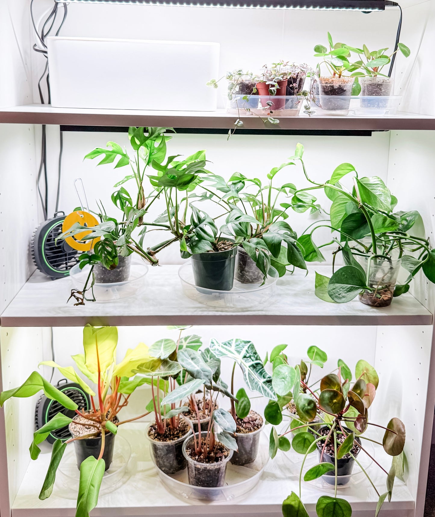 Macrame Plant Hanger Workshop: January 9th