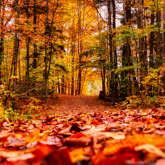 Everlasting Autumn | Soy Wax Melts