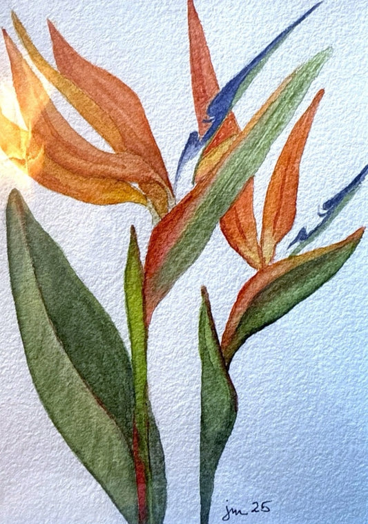 Bird of Paradise