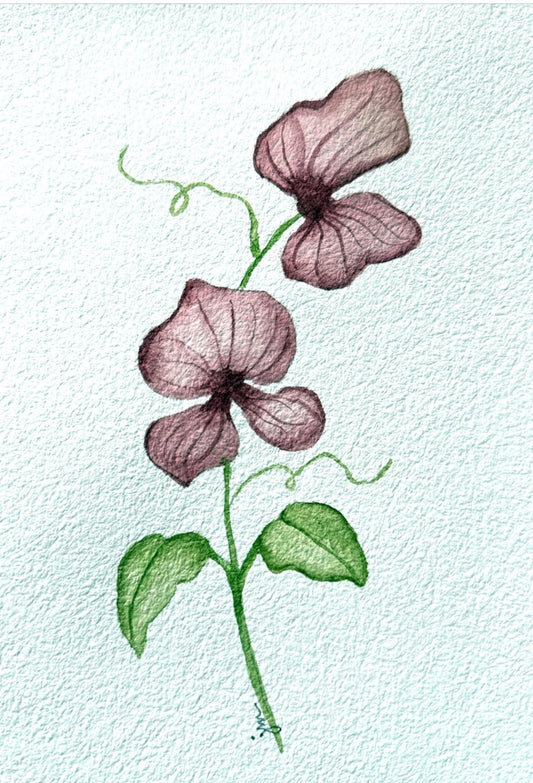 Sweet Pea  
