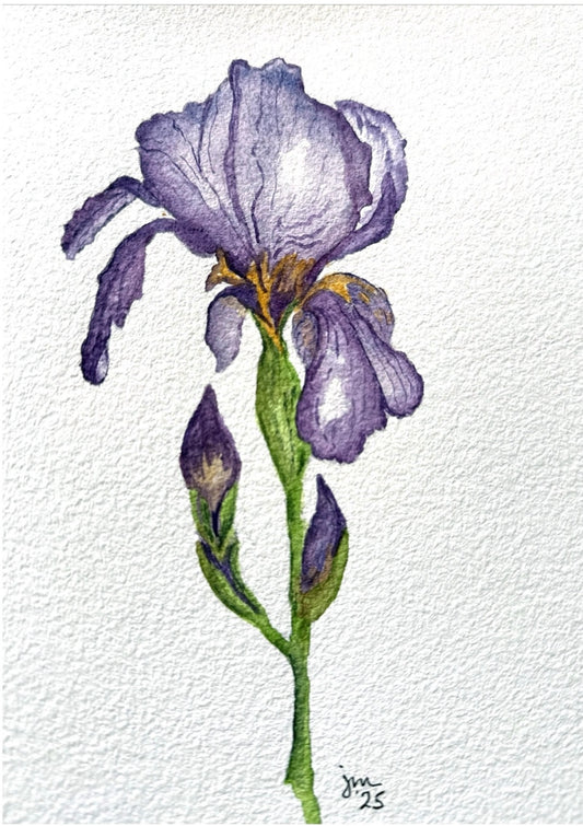Iris
