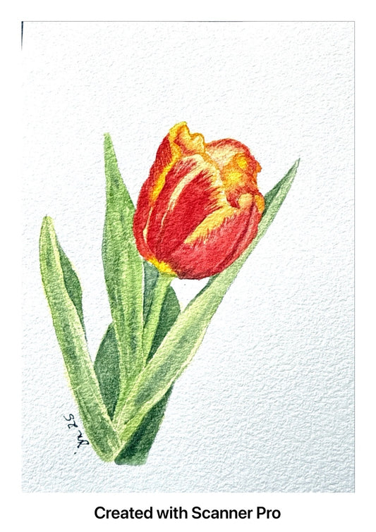 Tulip 5x7