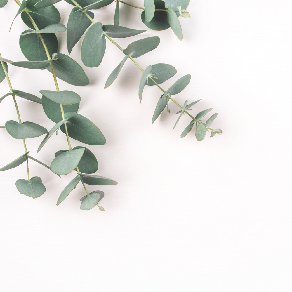 White Eucalyptus | Soy Wax Melts