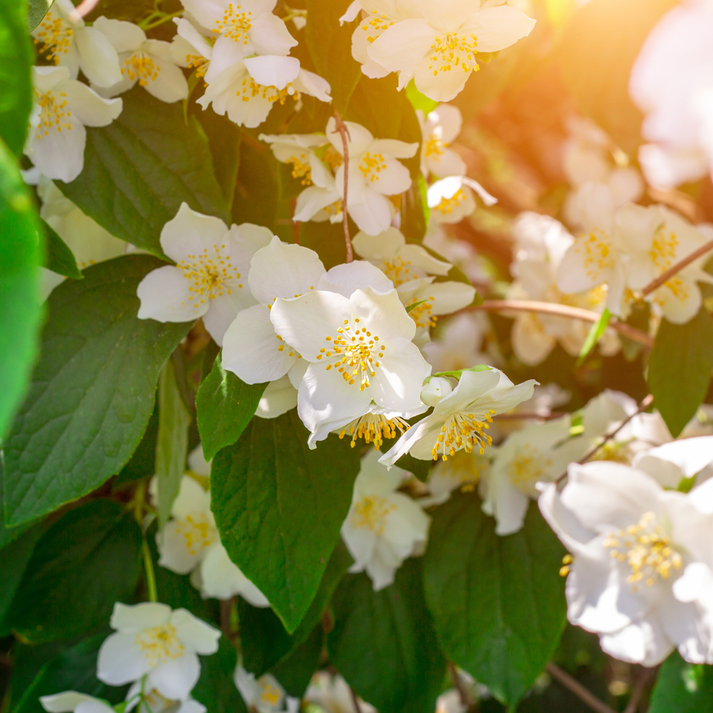 Island Bloom | Soy Wax Melt