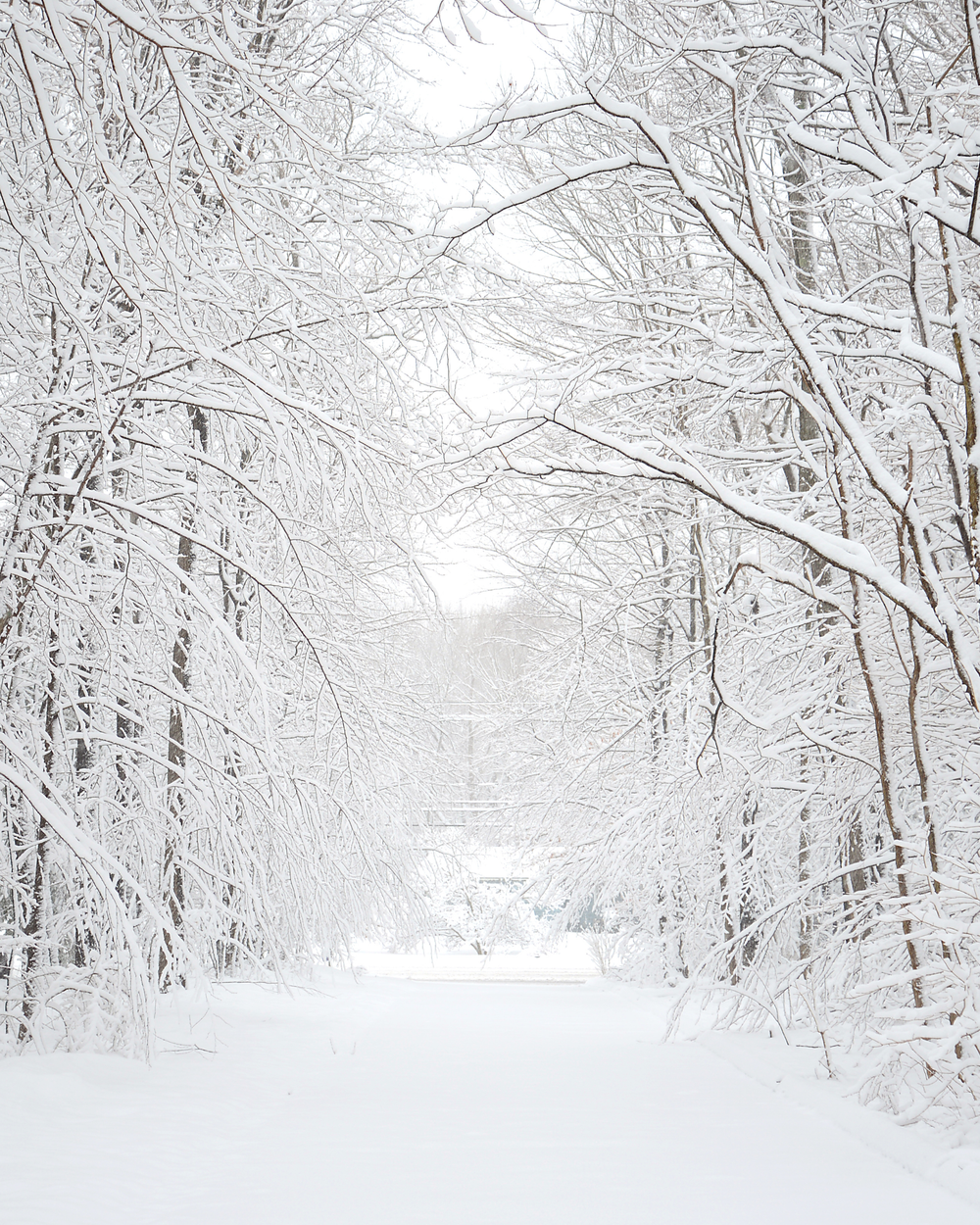 Winter Woods | Soy Wax Melt
