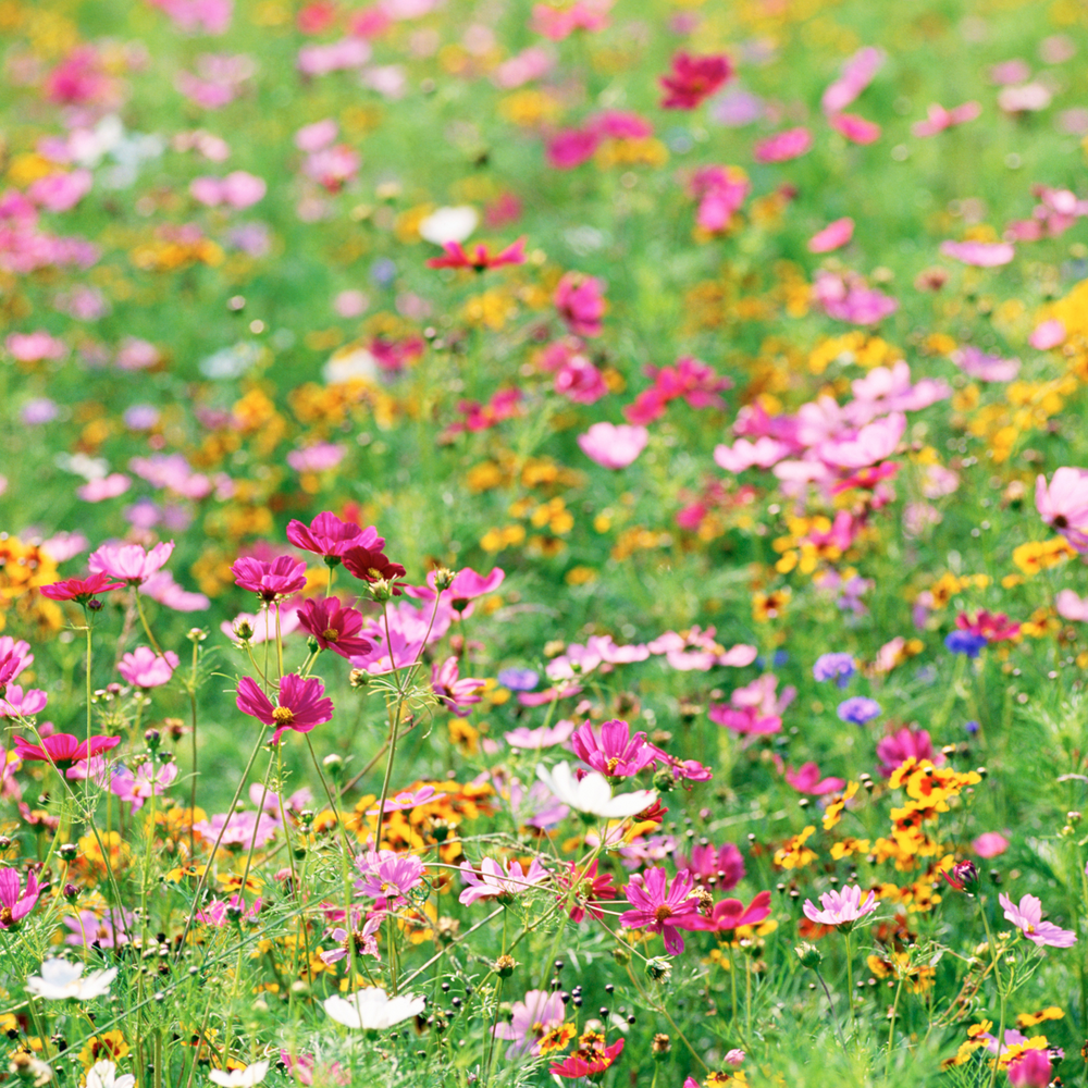 Wildflower Whispers | Soy Wax Melts