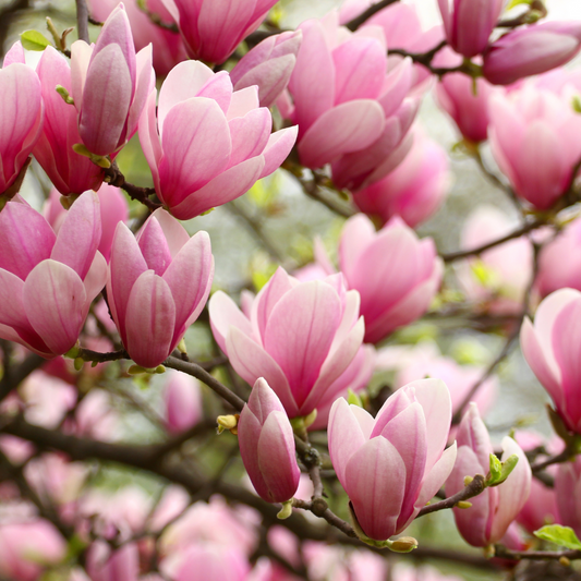 Magnolia and Peony | Spring Collection | Soy Wax Melts
